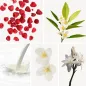 Preview: Duftnoten: Himbeere, Orangenblüte, milchige Noten, Jasmin, Tuberose Preview: Duftnoten: Himbeere, Orangenblüte, milchige Noten, Jasmin, Tuberose